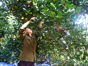 Huyện Cao Phong đã hình thành vùng cam hàng hóa đem lại thu nhập hàng chục tỷ đồng cho nông dân.